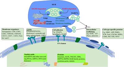 Edible plant extracellular vesicles: An emerging tool for bioactives delivery